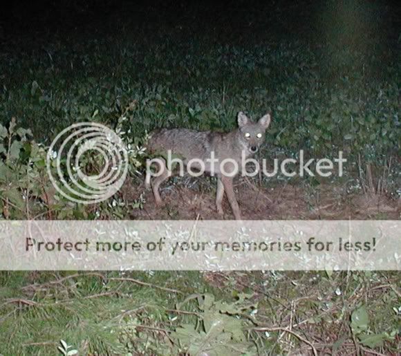Coyote.jpg